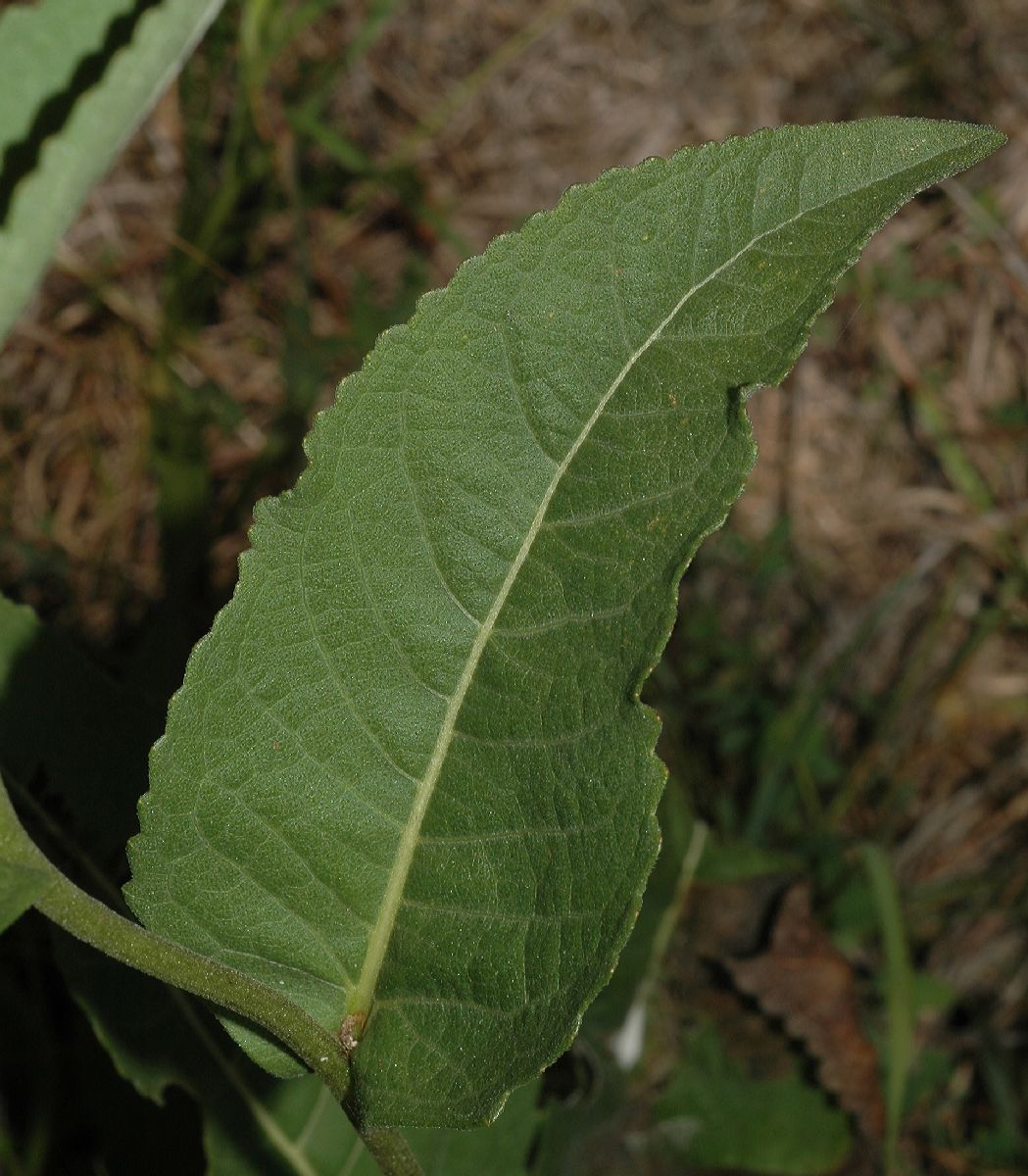 Asteraceae Parthenium integrifolium