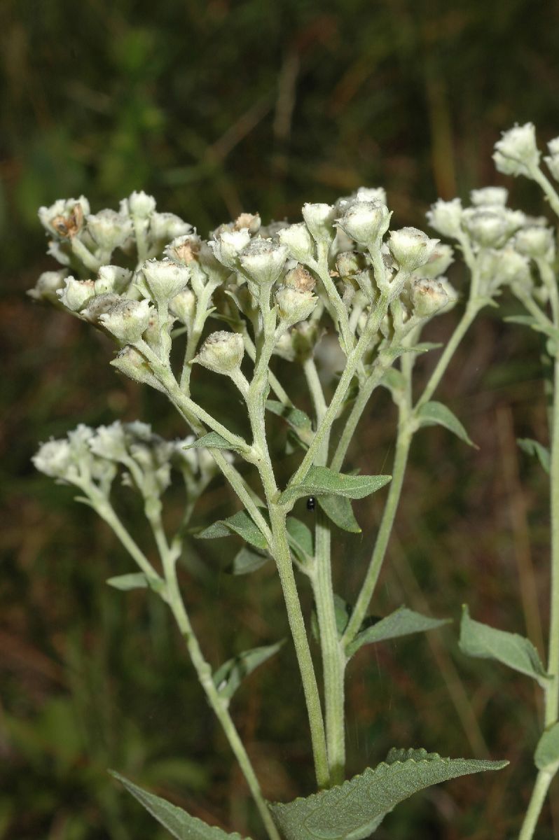 Asteraceae Parthenium integrifolium