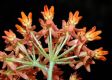 image of Asclepias tuberosa