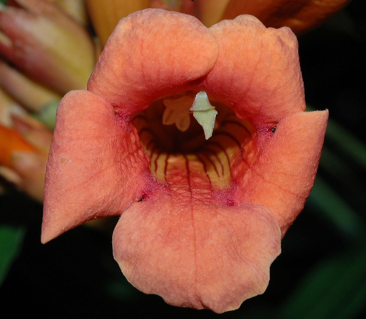 Bignoniaceae Campsis radicans