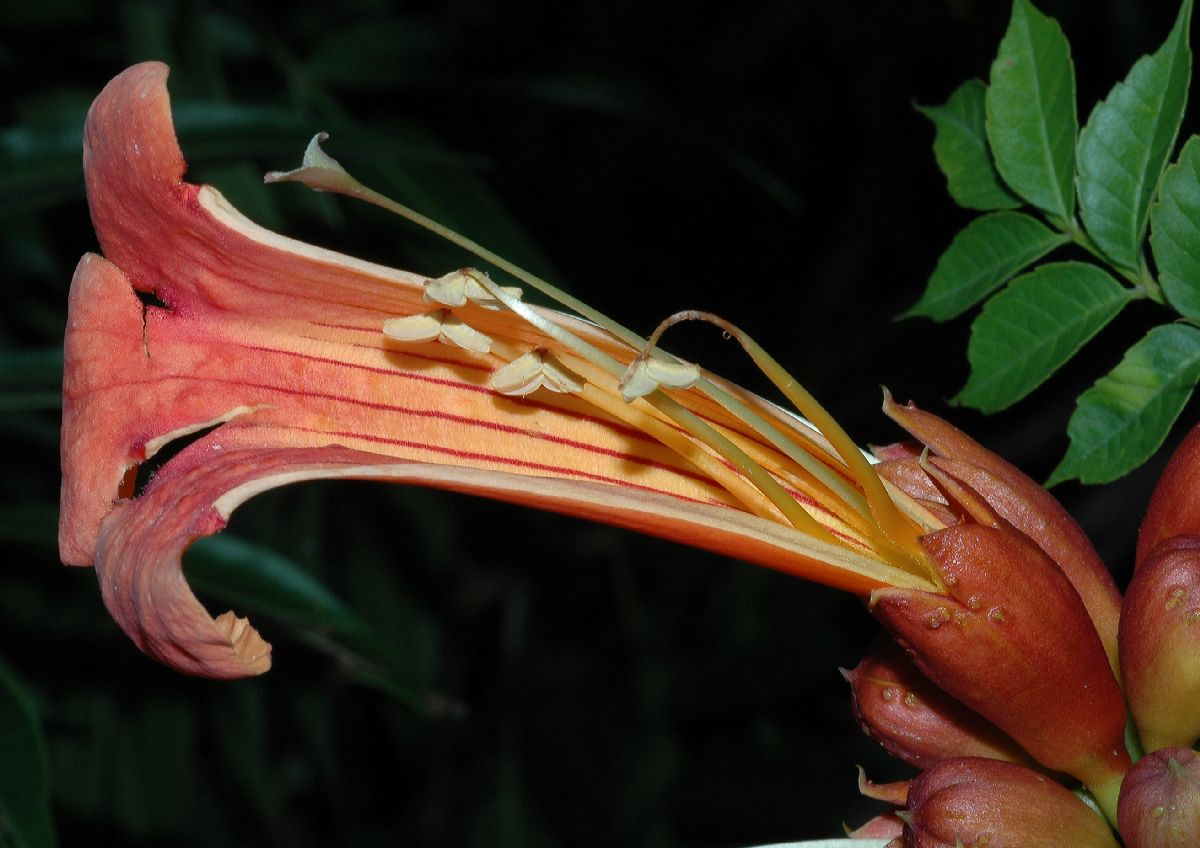 Bignoniaceae Campsis radicans