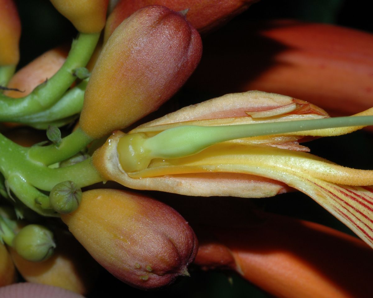 Bignoniaceae Campsis radicans