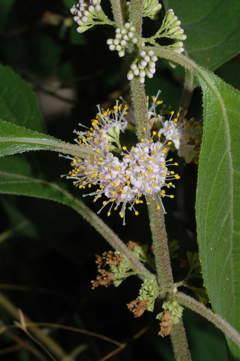 Lamiaceae Callicarpa americana