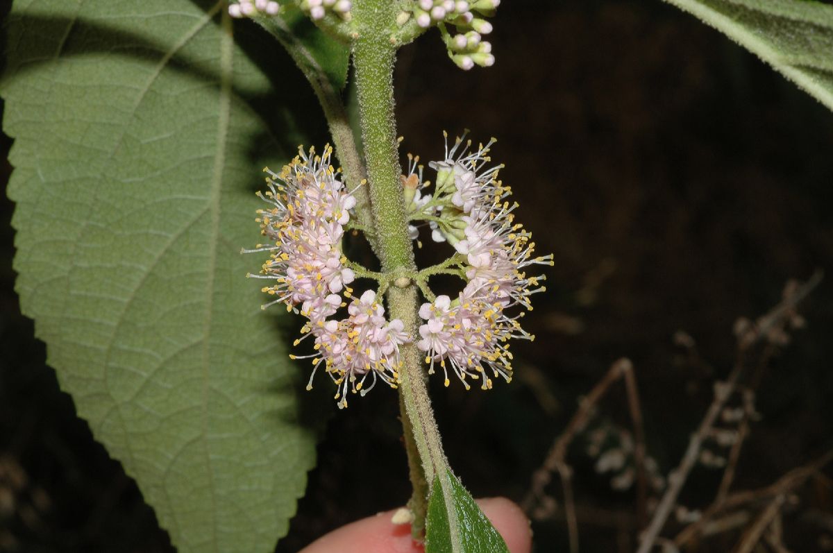 Lamiaceae Callicarpa americana