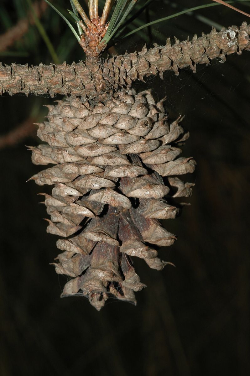 Pinaceae Pinus taeda