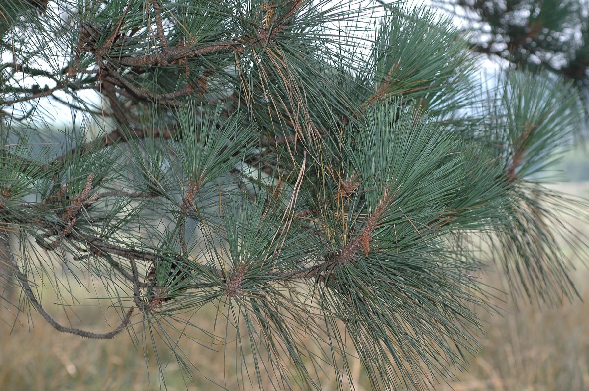 Pinaceae Pinus taeda