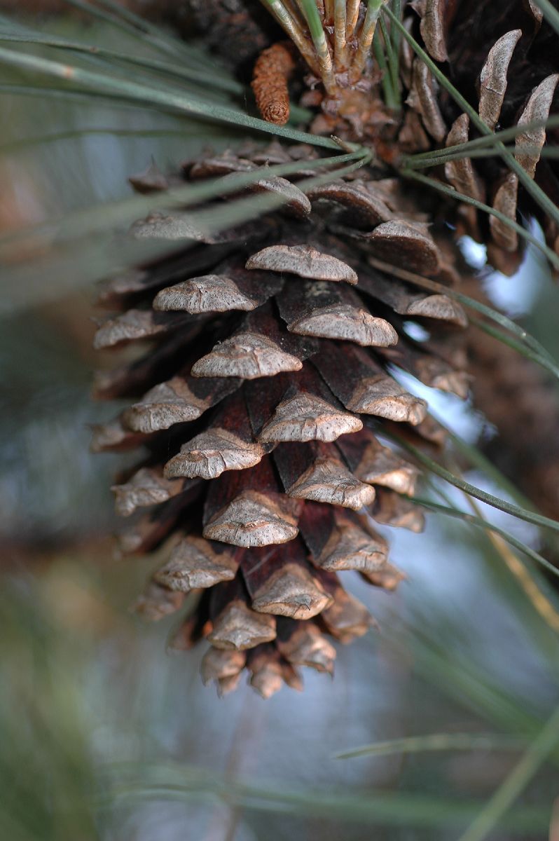 Pinaceae Pinus taeda