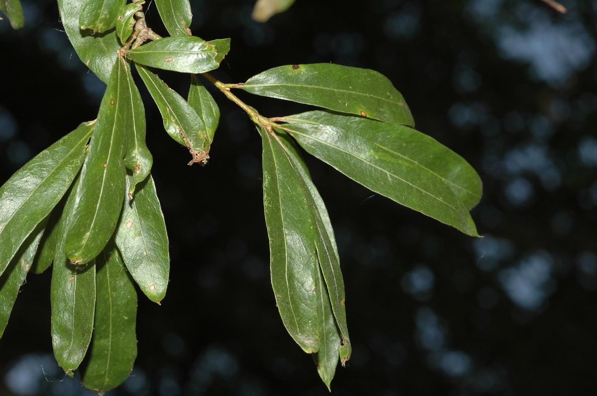 Fagaceae Quercus phellos