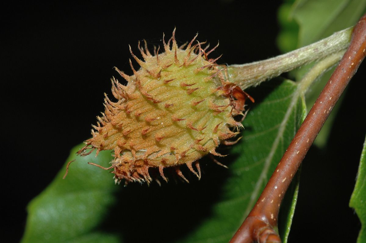 Fagaceae Fagus grandifolia