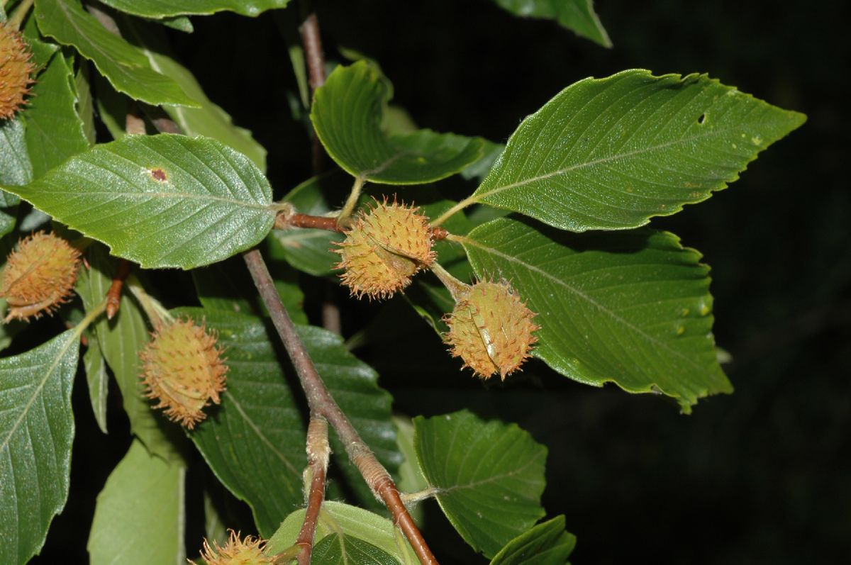 Fagaceae Fagus grandifolia