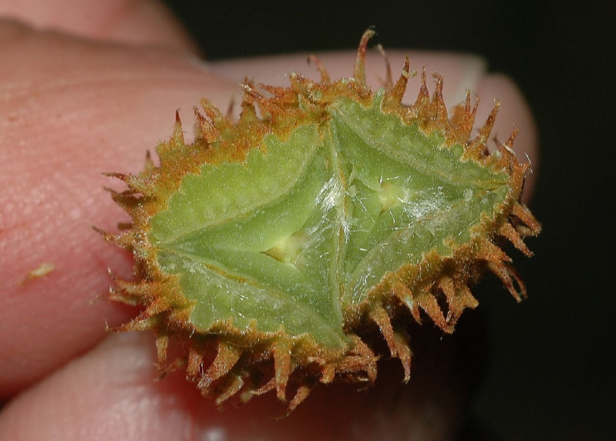 Fagaceae Fagus grandifolia