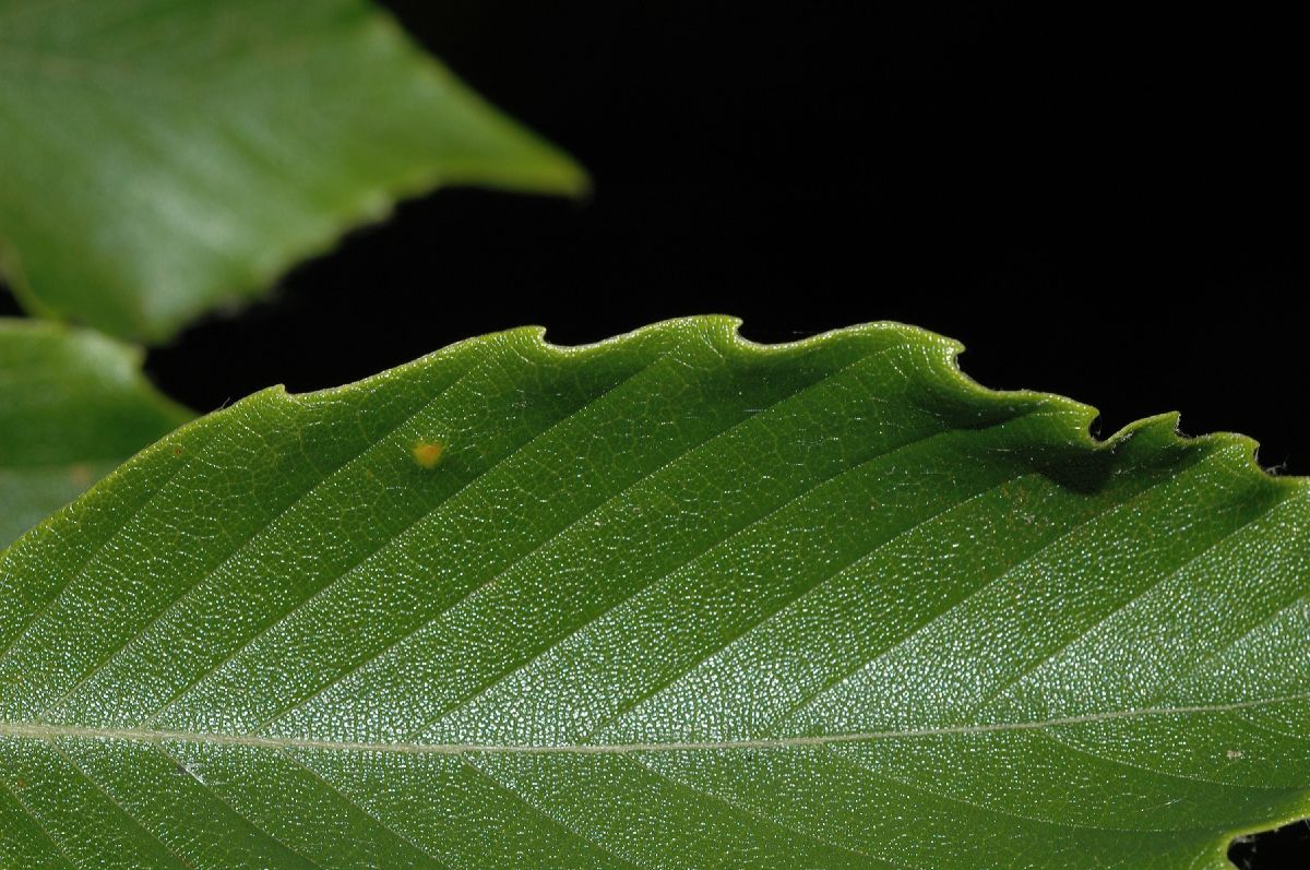 Fagaceae Fagus grandifolia