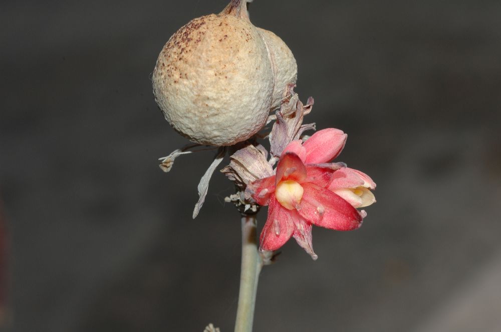 Asparagaceae Hesperaloe parviflora