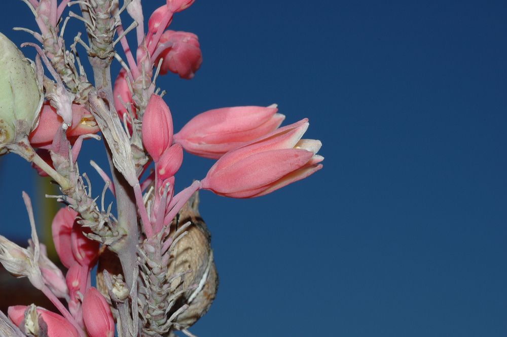 Asparagaceae Hesperaloe parviflora