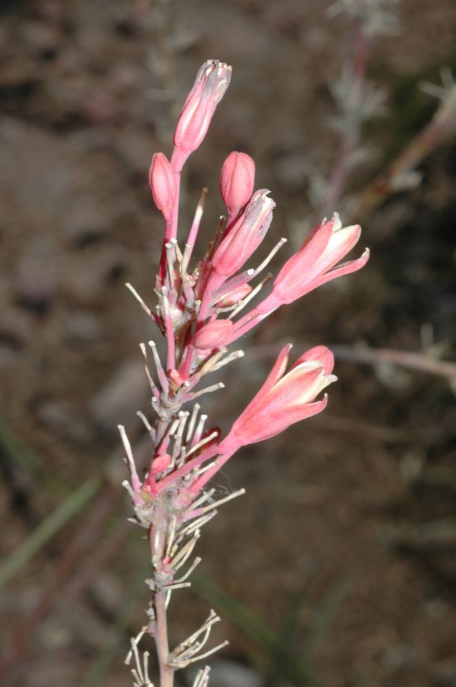 Asparagaceae Hesperaloe parviflora