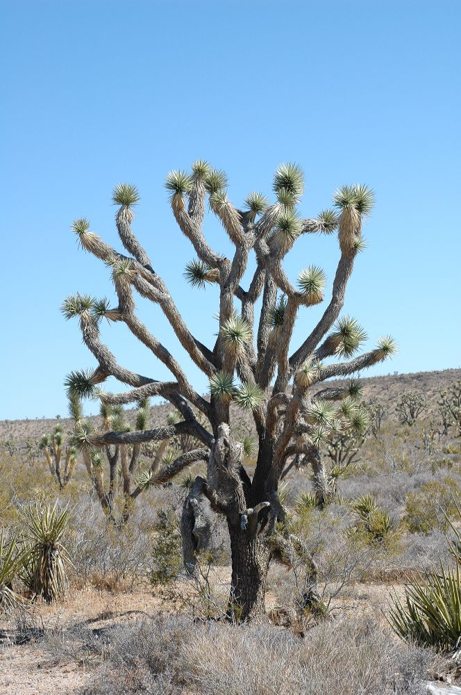 Asparagaceae Yucca brevifolia
