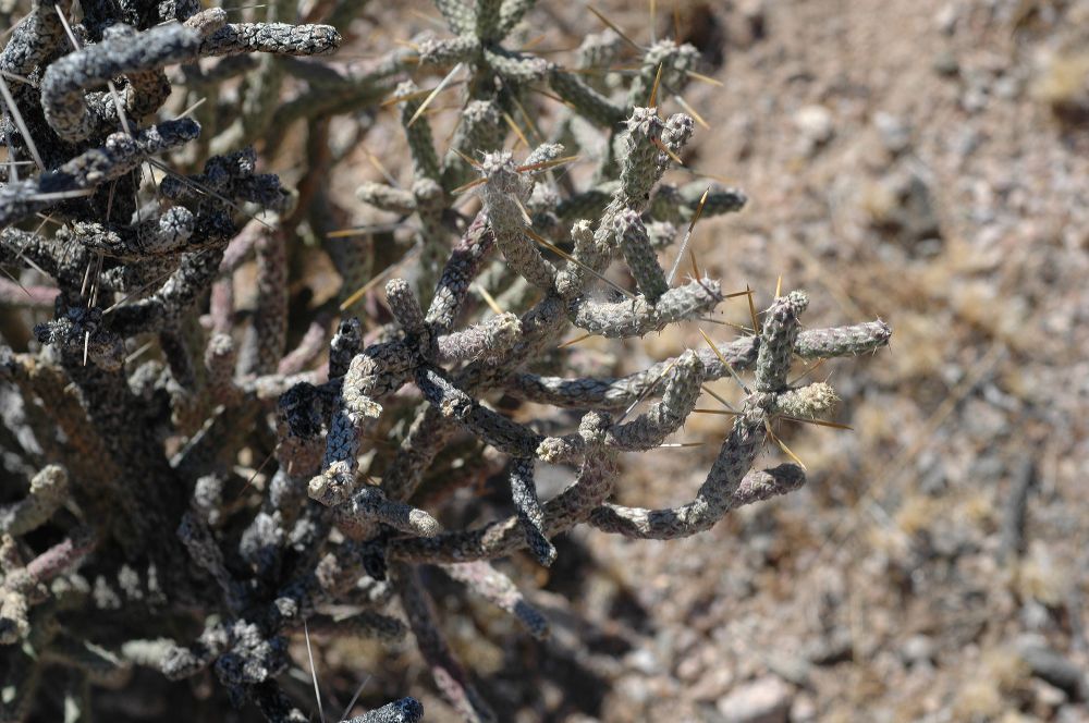 Cactaceae Opuntia 