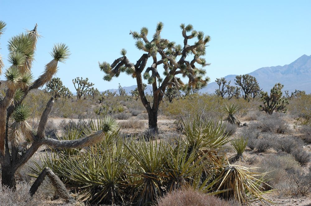Asparagaceae Yucca brevifolia