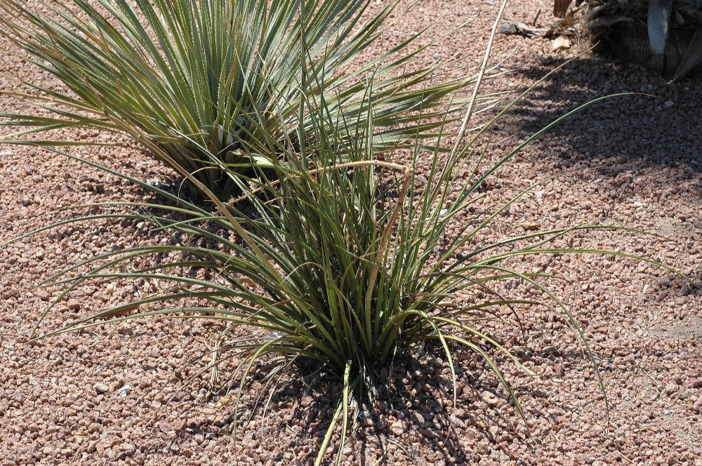 Asparagaceae Hesperaloe parviflora