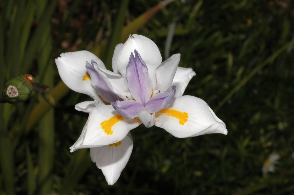 Iridaceae Dietes iridoides