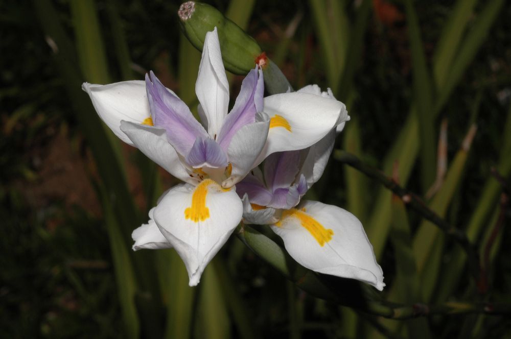 Iridaceae Dietes iridoides