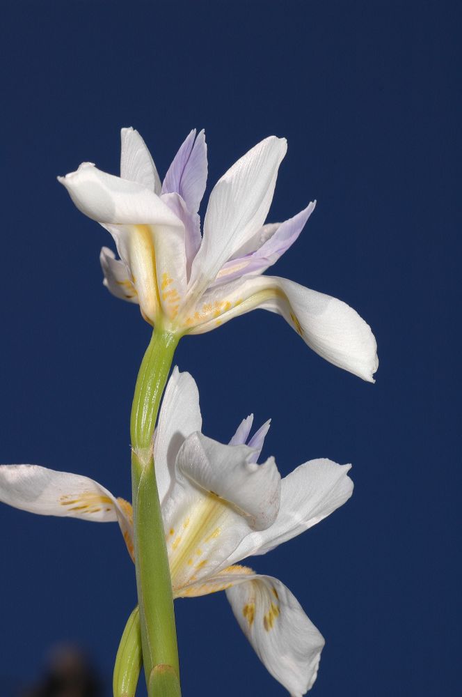 Iridaceae Dietes iridoides