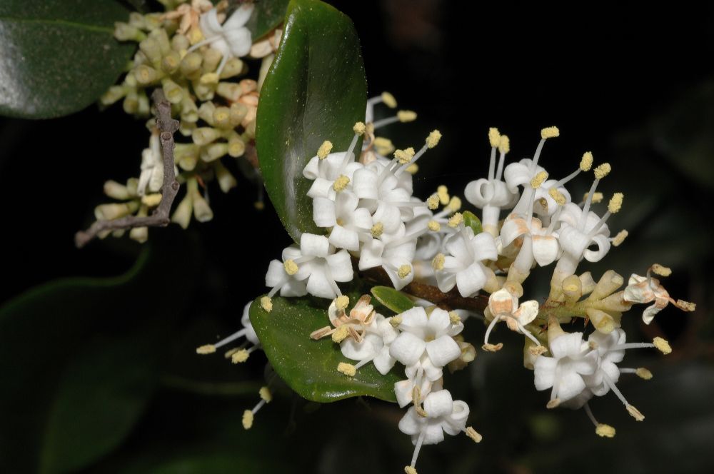 Oleaceae Ligustrum 