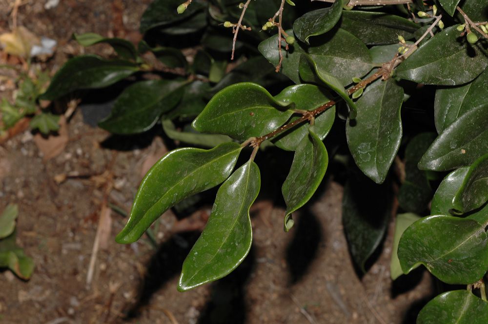 Oleaceae Ligustrum 