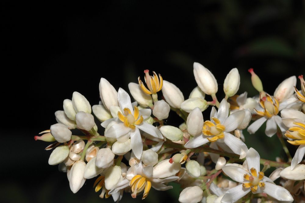 Berberidaceae Nandina domestica