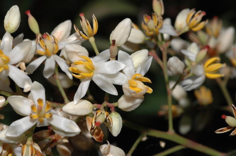 Berberidaceae Nandina domestica