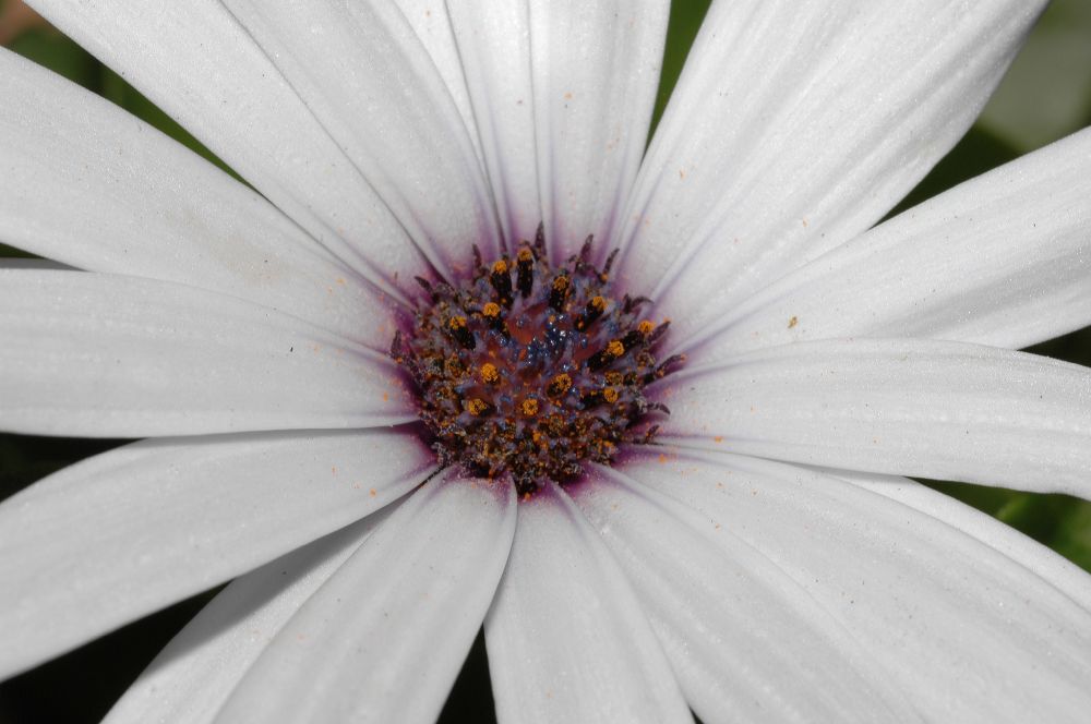 Asteraceae Osteospermum fruticosum