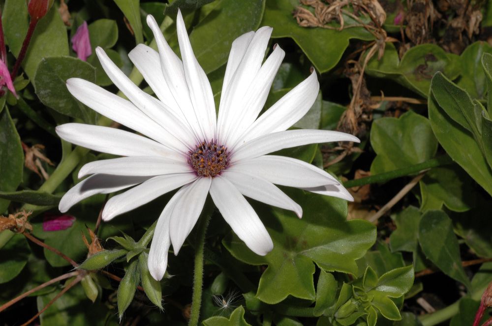 Asteraceae Osteospermum fruticosum