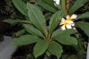 image of Plumeria acutifolia