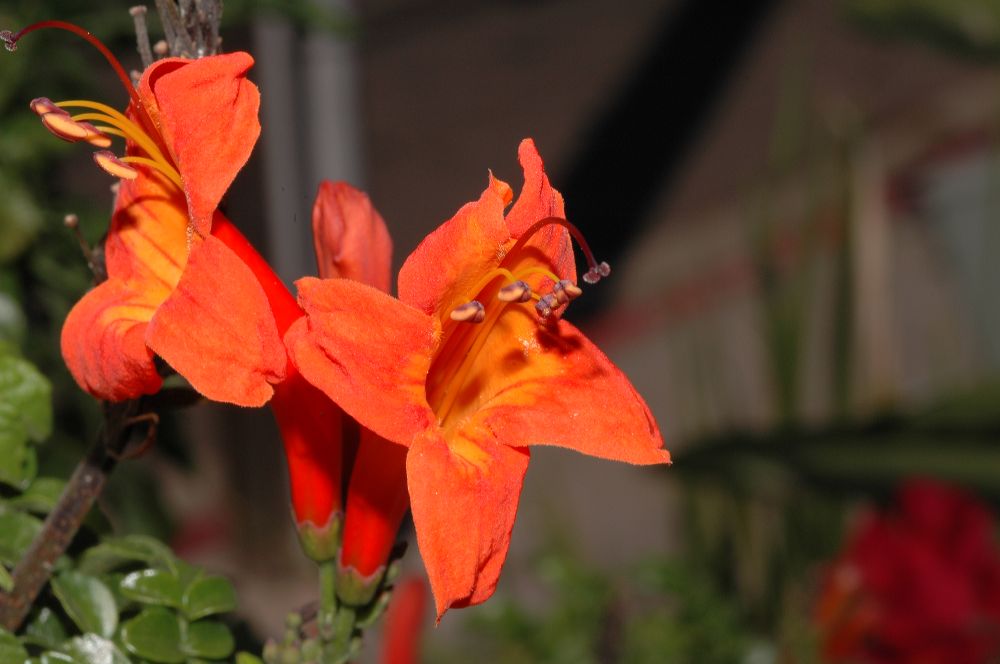 Bignoniaceae Tecomaria capensis