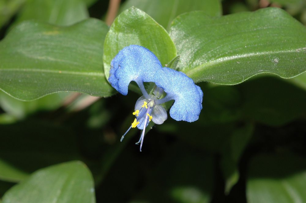 Commelinaceae Commelina 