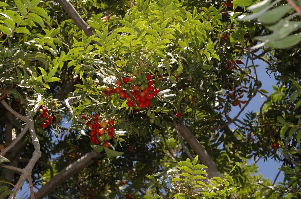 Anacardiaceae Harpephyllum caffrum