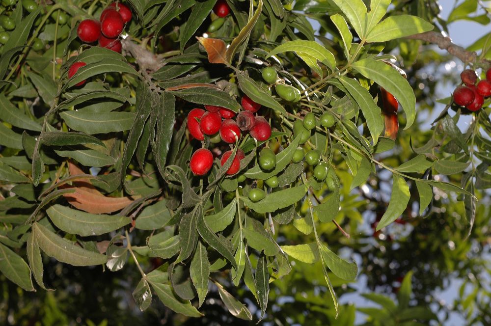 Anacardiaceae Harpephyllum caffrum