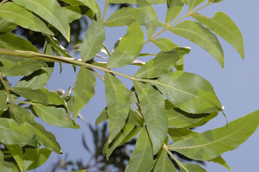 Anacardiaceae Harpephyllum caffrum