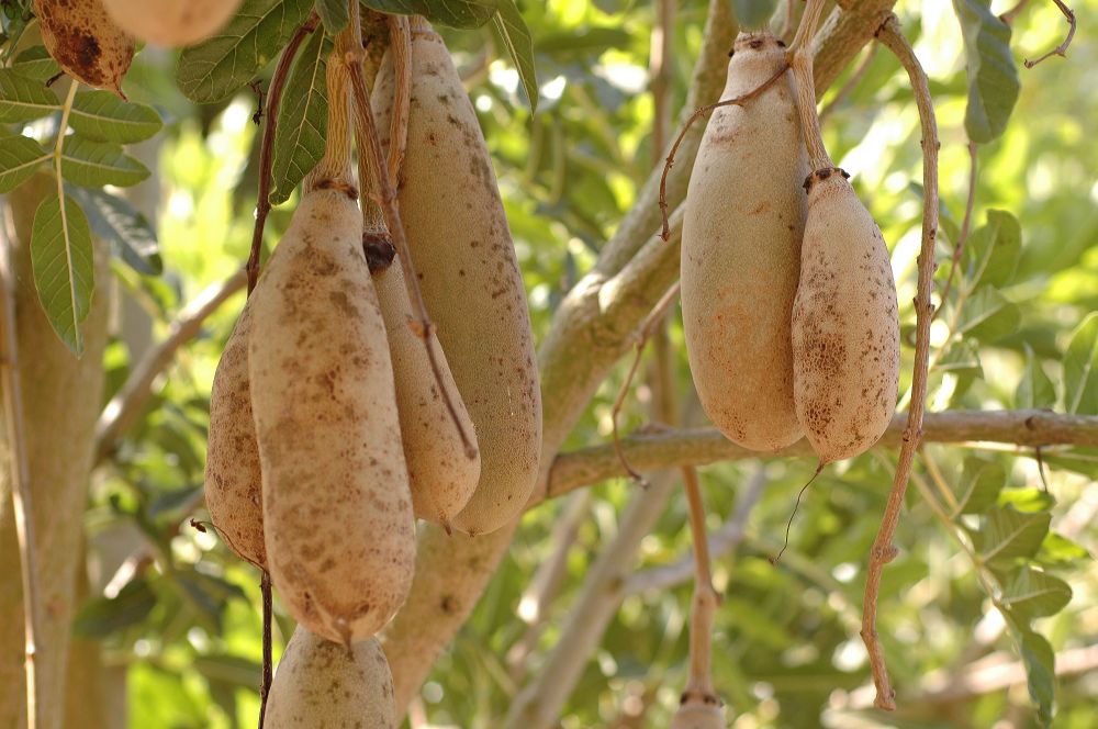 Bignoniaceae Kigelia pinnata