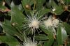 image of Myrtus communis