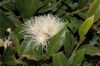 image of Myrtus communis