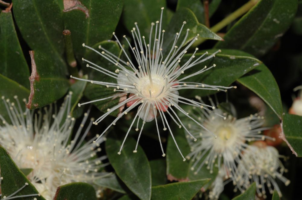 Myrtaceae Myrtus communis