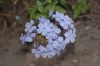 image of Plumbago capensis