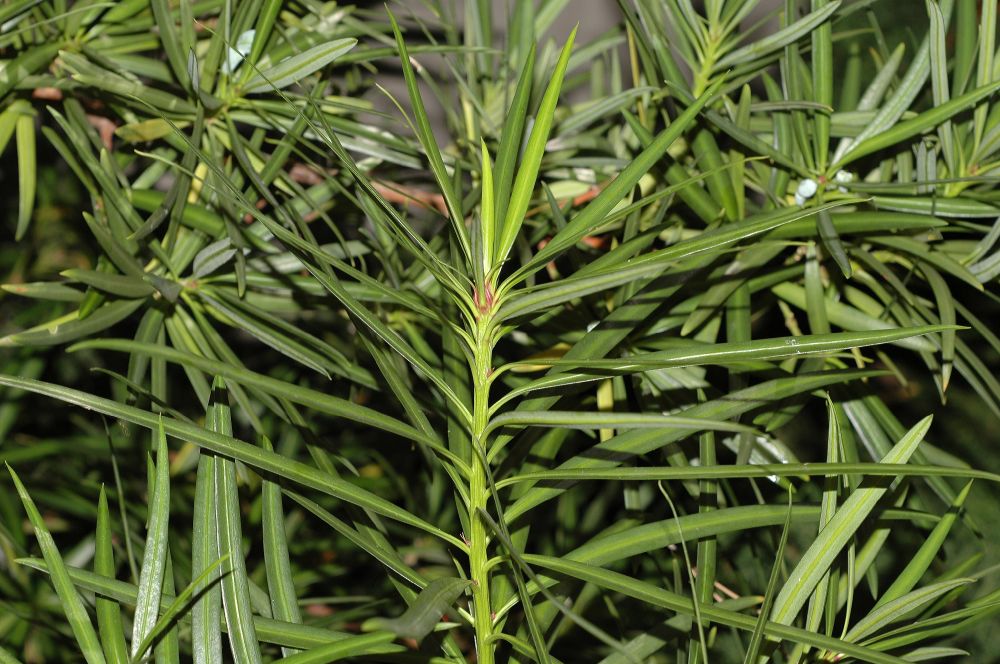 Podocarpaceae Podocarpus macrophyllus