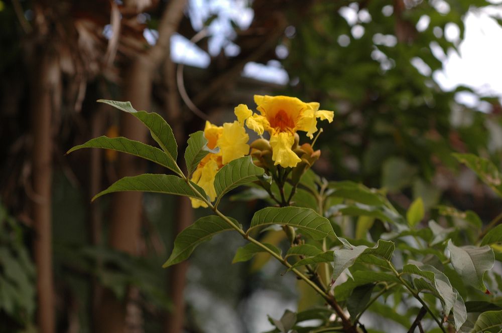 Bignoniaceae Tecoma stans