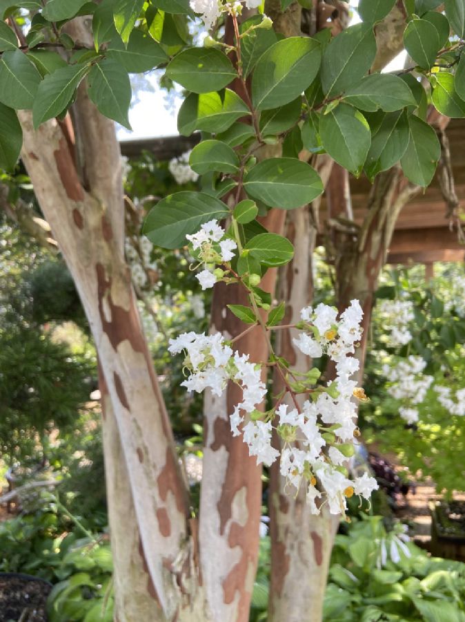 Lythraceae Lagerstroemia indica