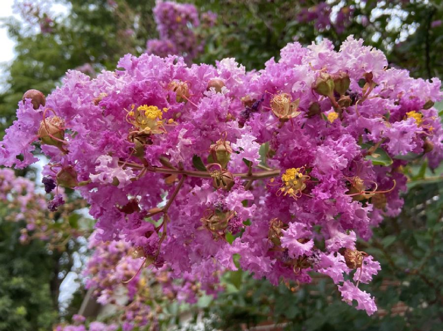 Lythraceae Lagerstroemia indica