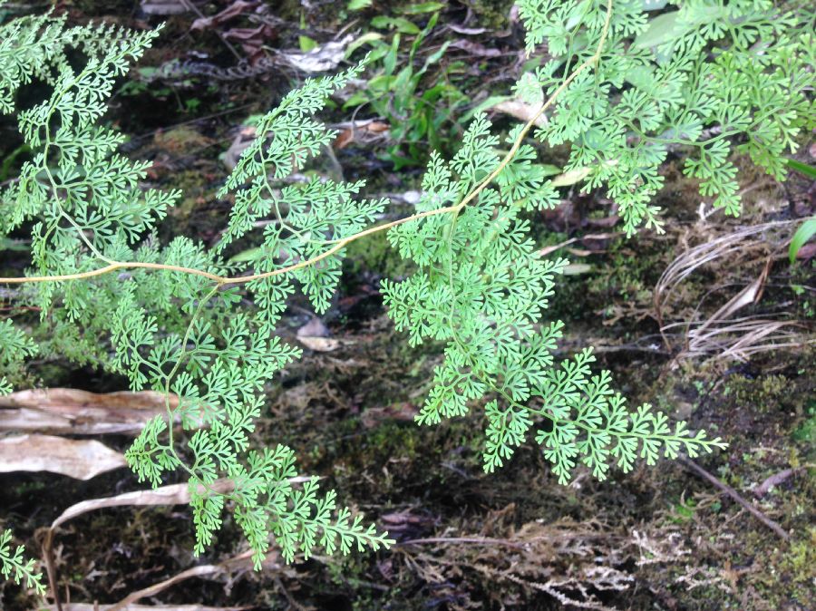 Lindsaeaceae Odontosoria gymnogrammoides