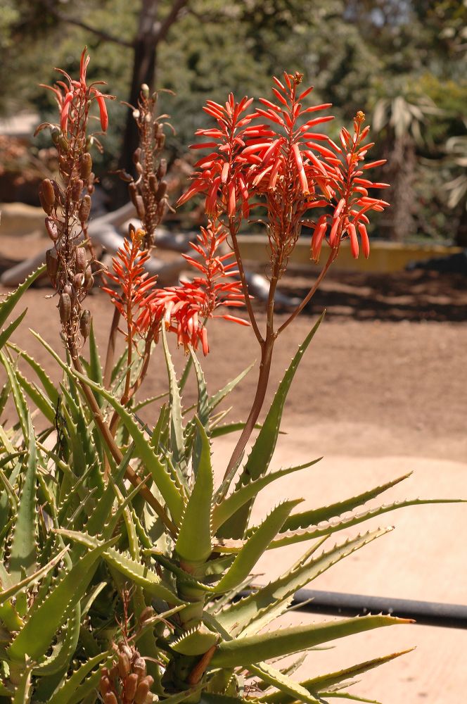 Asphodelaceae Aloe 