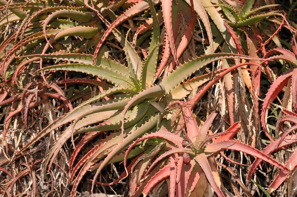 Asphodelaceae Aloe cameronii